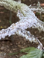 Grylloprociphilus imbricator