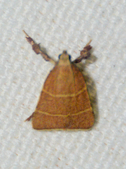 Parachma ochracealis