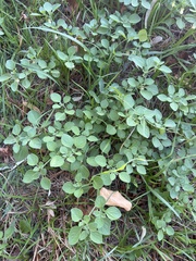 Salpichroa origanifolia