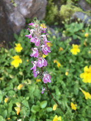 Pedicularis attollens