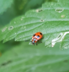 Endomychus coccineus