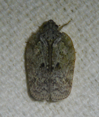 Flatoidinus punctatus