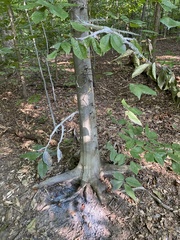 Grylloprociphilus imbricator