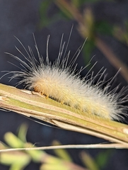 Erebidae
