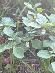 Salpichroa origanifolia