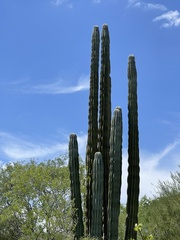 Pachycereus pringlei