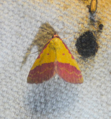 Phytometra rhodarialis