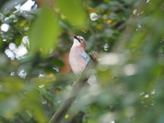 Garrulus glandarius