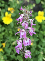 Pedicularis attollens