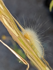 Erebidae