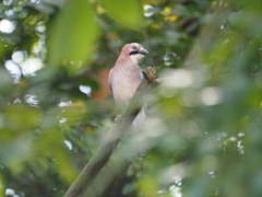 Garrulus glandarius