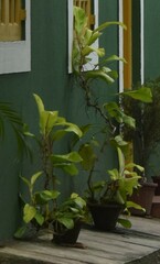 Graptophyllum pictum