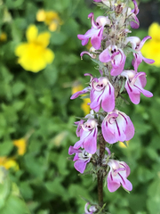 Pedicularis attollens