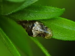 Ocyptamus fuscipennis