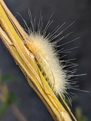 Erebidae