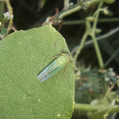 Cicadella viridis
