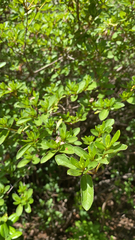 Rhododendron