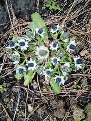 Eryngium carlinae