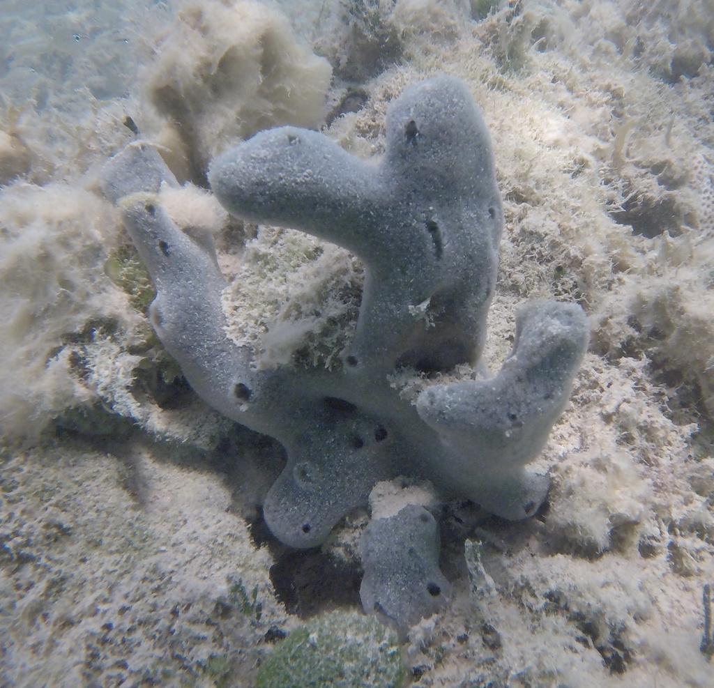 Niphates caycedoi