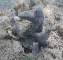 Niphates caycedoi