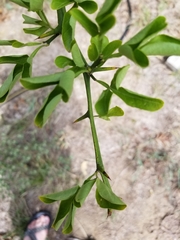 Citrus trifoliata