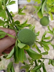 Citrus trifoliata