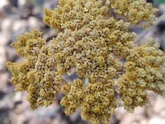 Achillea filipendulina