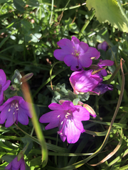 Epilobium obcordatum