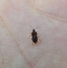 Kleidocerys resedae