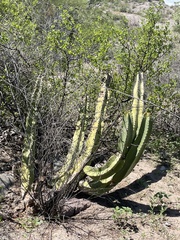 Lophocereus schottii