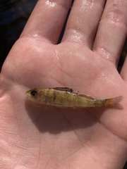 Perca flavescens