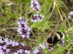 Bombus
