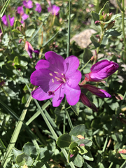 Epilobium obcordatum