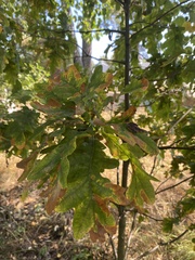 Quercus
