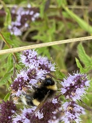 Bombus