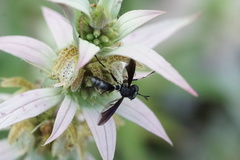 Physocephala tibialis