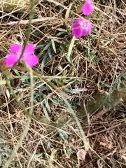 Dianthus deltoides