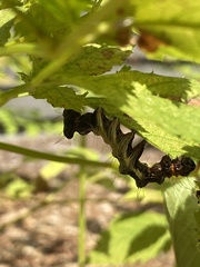 Harrisimemna trisignata