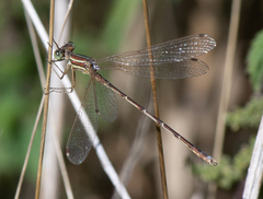 Lestes barbarus