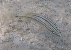 Haemulon sciurus