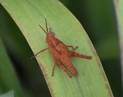 Xyleus discoideus