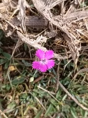 Dianthus deltoides