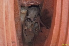 Taphozous nudiventris