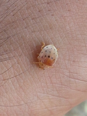 Epilachna varivestis