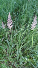 Calamagrostis