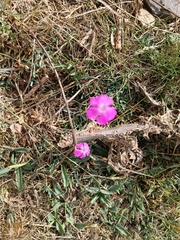 Dianthus deltoides