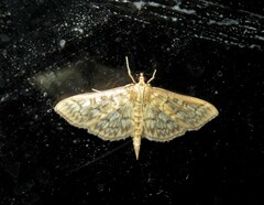 Herpetogramma