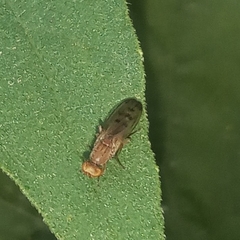 Opomyza