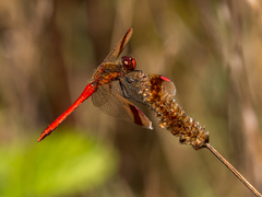 Sympetrum pedemontanum