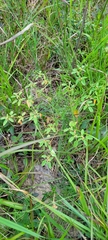 Croton monanthogynus